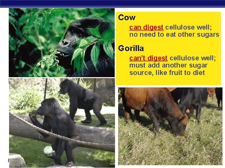 Cow can digest cellulose well; no need to eat other sugars Gorilla can’t digest