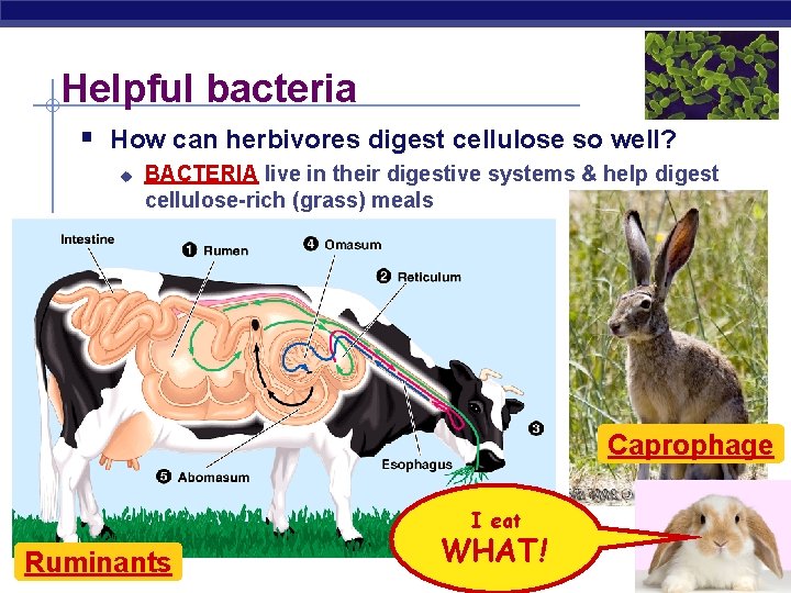 Helpful bacteria § How can herbivores digest cellulose so well? u BACTERIA live in