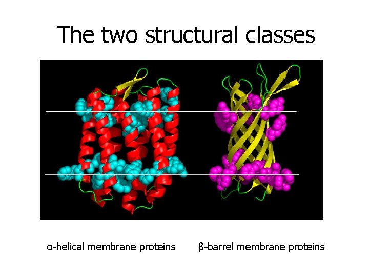 The two structural classes α-helical membrane proteins β-barrel membrane proteins 