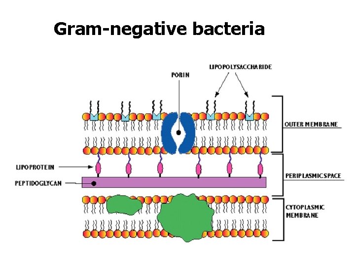 Gram-negative bacteria 