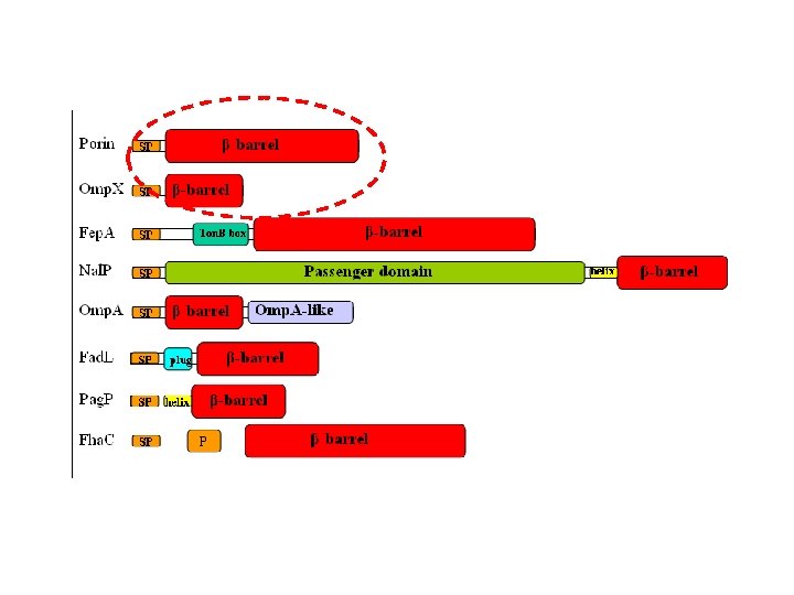 Domain Organization Concerning predictions, two issues are of importance: -Topology prediction -Discrimination 