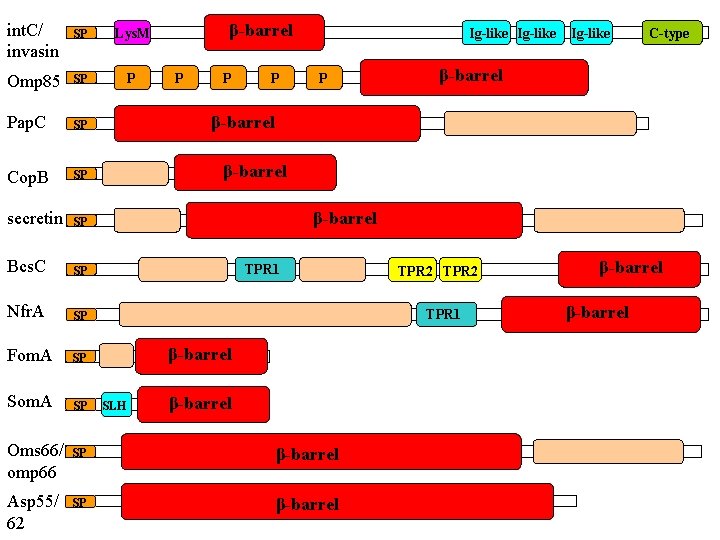 int. C/ invasin SP Lys. M Omp 85 SP P Pap. C SP Cop.