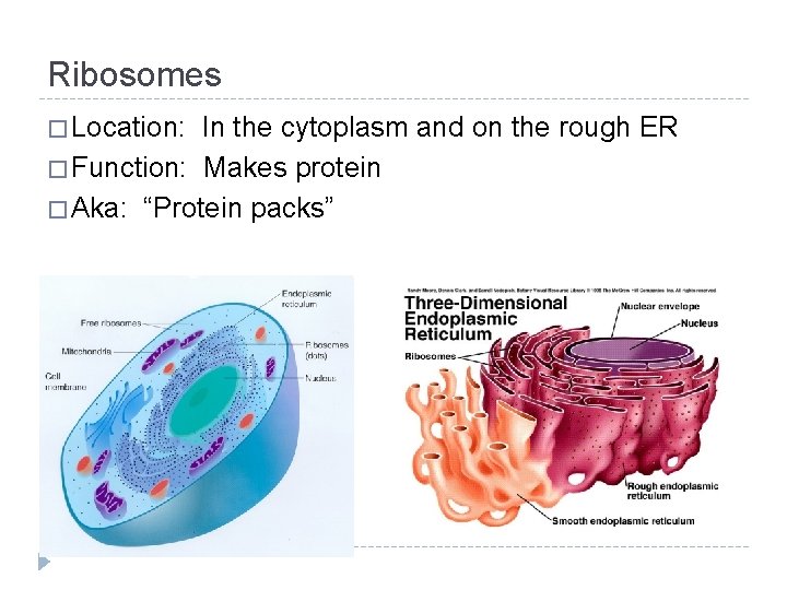 Ribosomes � Location: In the cytoplasm and on the rough ER � Function: Makes