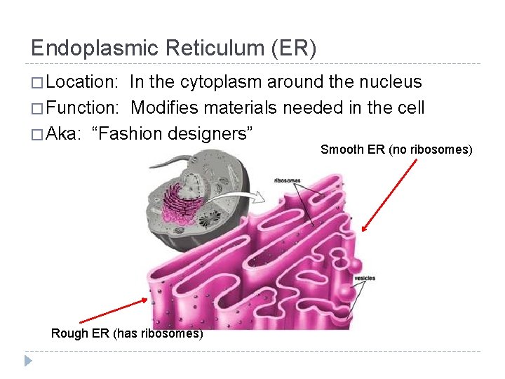 Endoplasmic Reticulum (ER) � Location: In the cytoplasm around the nucleus � Function: Modifies