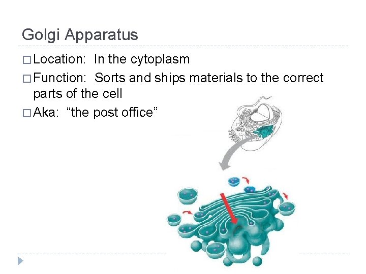 Golgi Apparatus � Location: In the cytoplasm � Function: Sorts and ships materials to