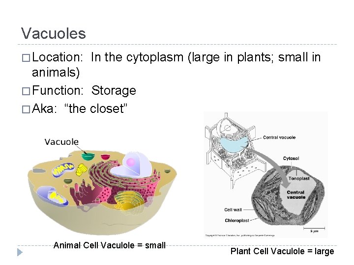 Vacuoles � Location: In the cytoplasm (large in plants; small in animals) � Function: