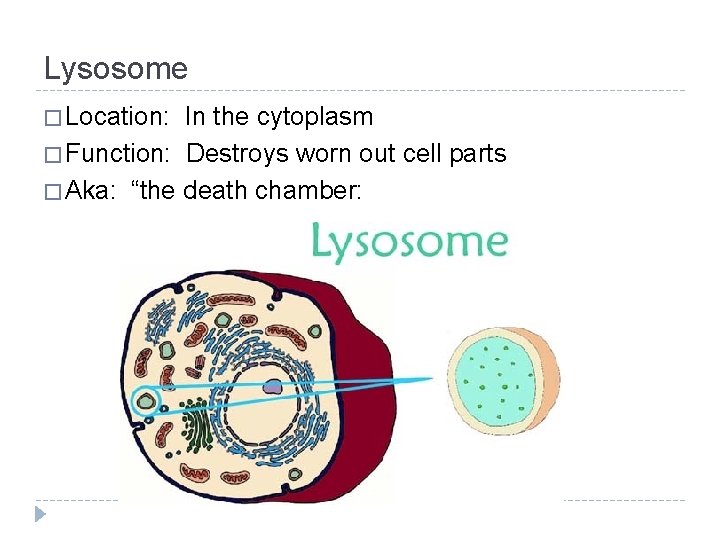 Lysosome � Location: In the cytoplasm � Function: Destroys worn out cell parts �