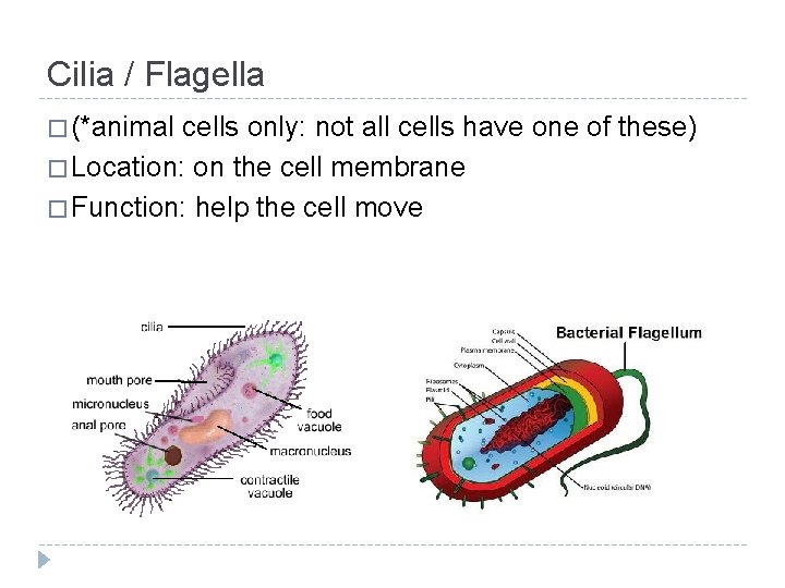 Cilia / Flagella � (*animal cells only: not all cells have one of these)