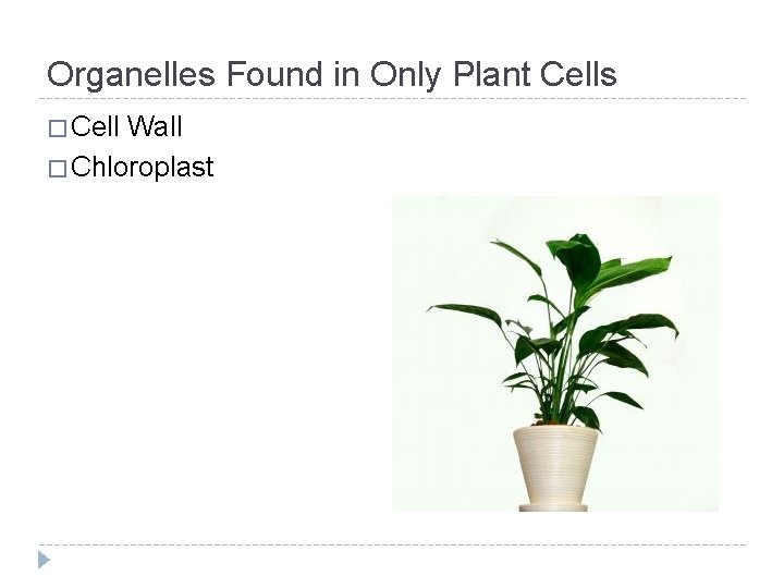 Organelles Found in Only Plant Cells � Cell Wall � Chloroplast 