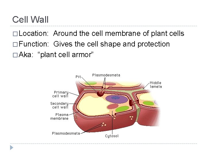 Cell Wall � Location: Around the cell membrane of plant cells � Function: Gives