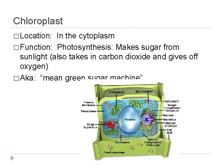 Chloroplast � Location: In the cytoplasm � Function: Photosynthesis: Makes sugar from sunlight (also