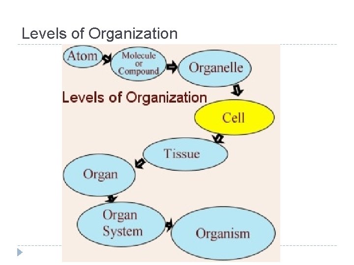 Levels of Organization 