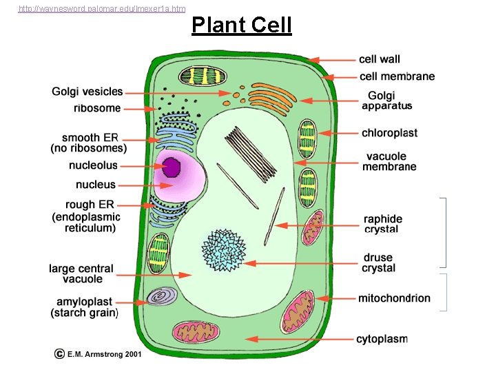 http: //waynesword. palomar. edu/lmexer 1 a. htm Plant Cell 