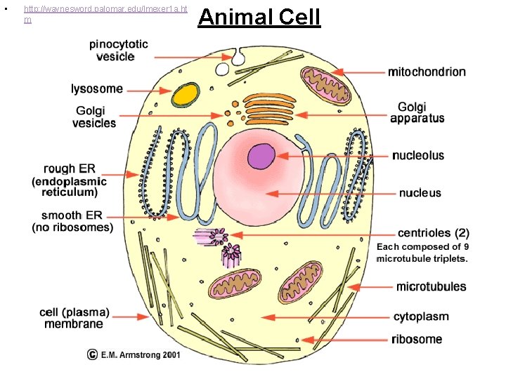  • http: //waynesword. palomar. edu/lmexer 1 a. ht m Animal Cell 