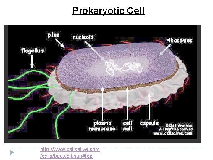 Prokaryotic Cell http: //www. cellsalive. com /cells/bactcell. htm#top 