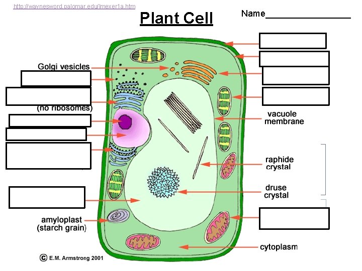 http: //waynesword. palomar. edu/lmexer 1 a. htm Plant Cell Name_________ 