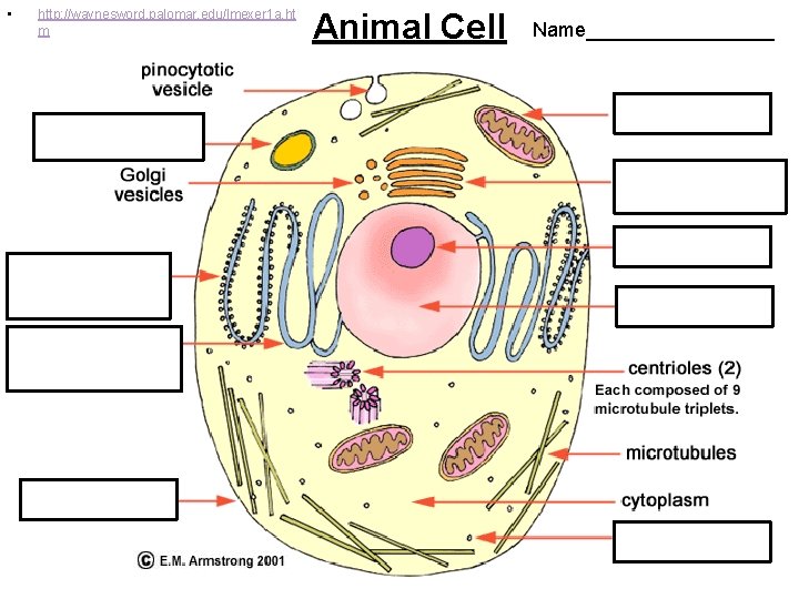  • http: //waynesword. palomar. edu/lmexer 1 a. ht m Animal Cell Name_________ 