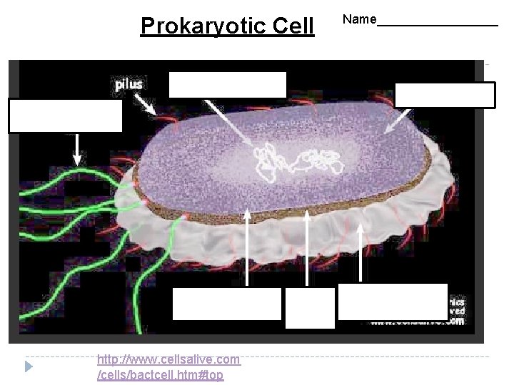 Prokaryotic Cell http: //www. cellsalive. com /cells/bactcell. htm#top Name_________ 