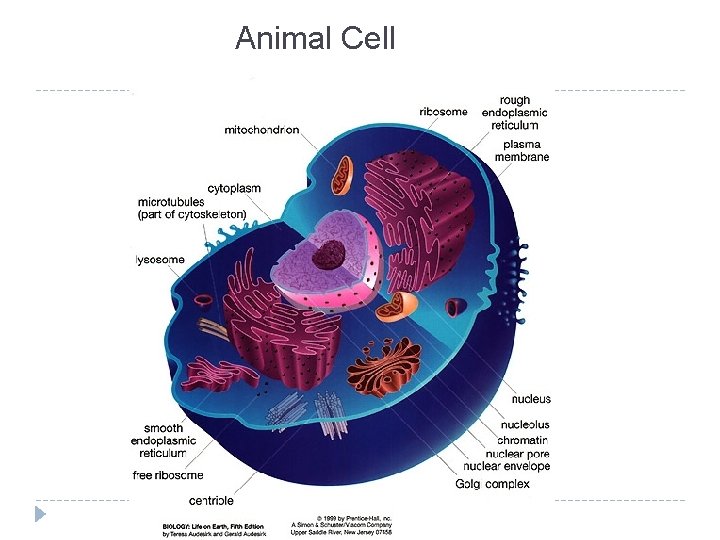 Animal Cell 