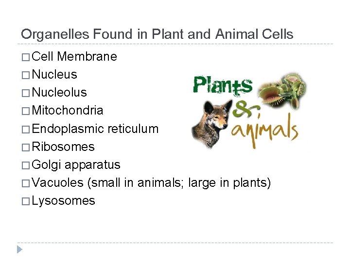 Organelles Found in Plant and Animal Cells � Cell Membrane � Nucleus � Nucleolus