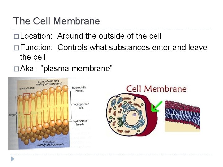 The Cell Membrane � Location: Around the outside of the cell � Function: Controls