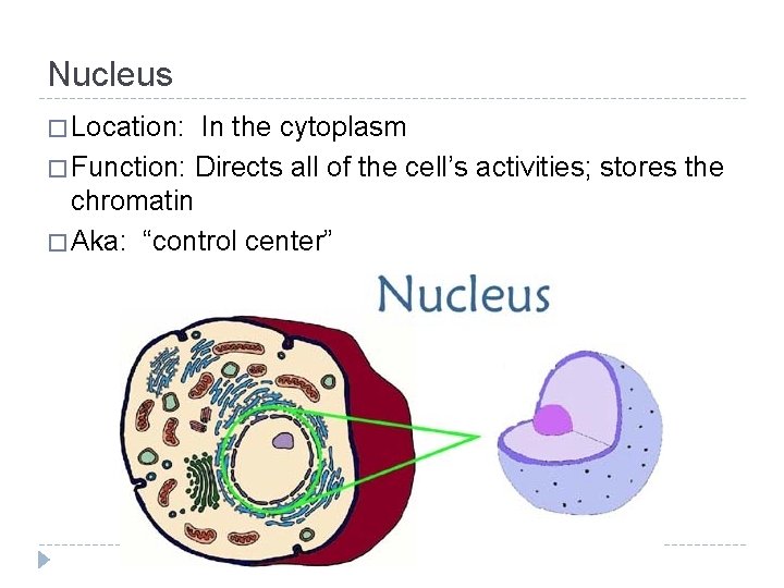 Nucleus � Location: In the cytoplasm � Function: Directs all of the cell’s activities;