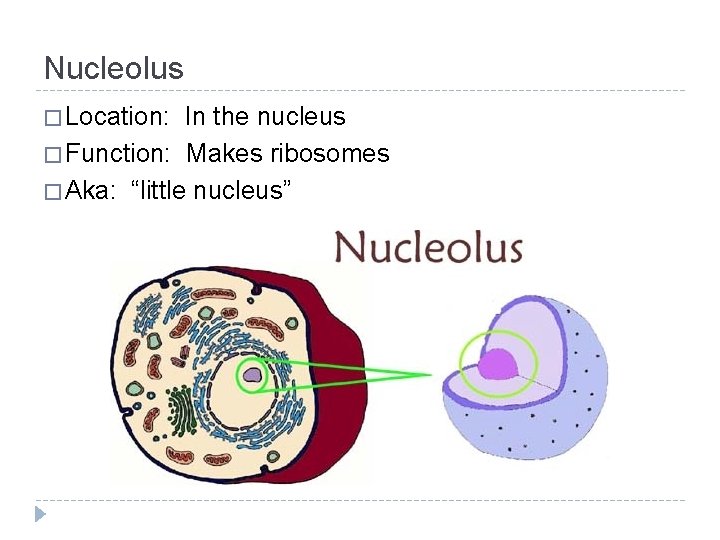 Nucleolus � Location: In the nucleus � Function: Makes ribosomes � Aka: “little nucleus”