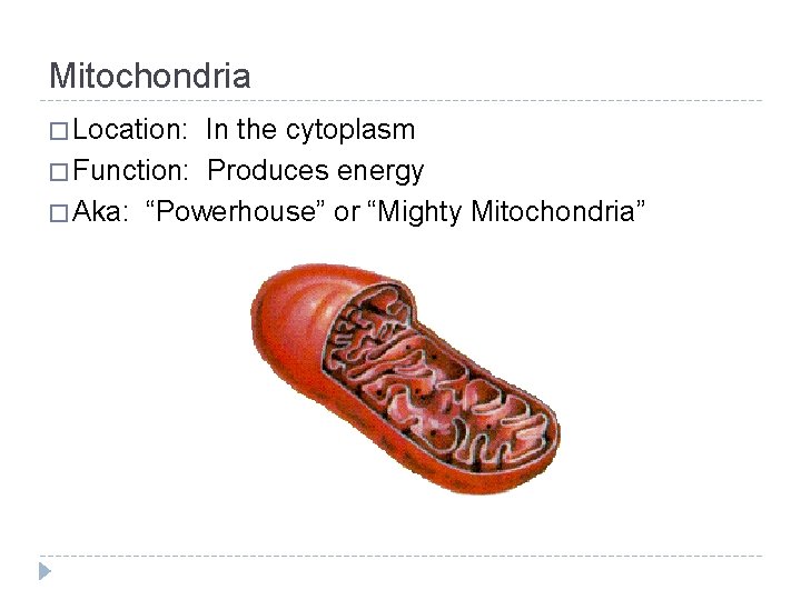 Mitochondria � Location: In the cytoplasm � Function: Produces energy � Aka: “Powerhouse” or