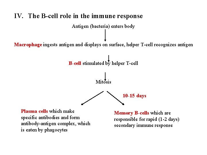 IV. The B-cell role in the immune response Antigen (bacteria) enters body Macrophage ingests IV. The B-cell role in the immune response Antigen (bacteria) enters body Macrophage ingests