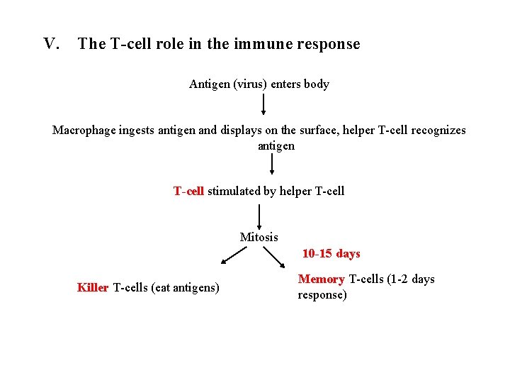 V. The T-cell role in the immune response Antigen (virus) enters body Macrophage ingests V. The T-cell role in the immune response Antigen (virus) enters body Macrophage ingests