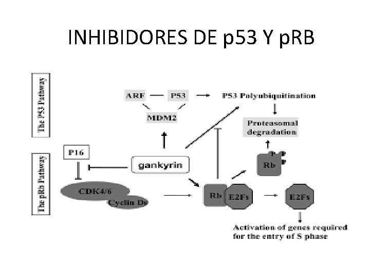 INHIBIDORES DE p 53 Y p. RB 