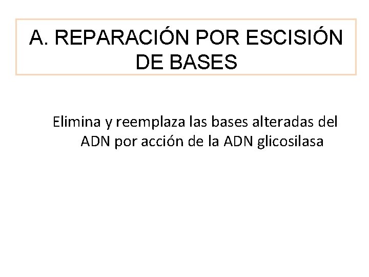 A. REPARACIÓN POR ESCISIÓN DE BASES Elimina y reemplaza las bases alteradas del ADN