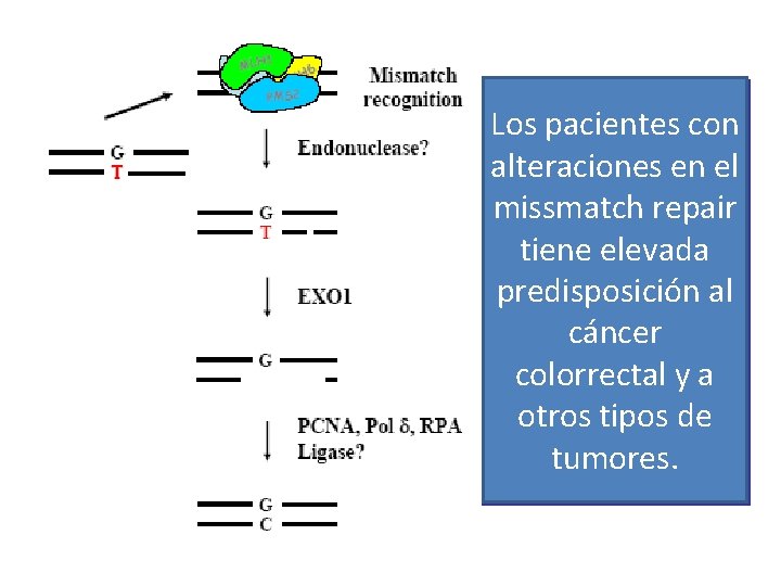 Los pacientes con alteraciones en el missmatch repair tiene elevada predisposición al cáncer colorrectal