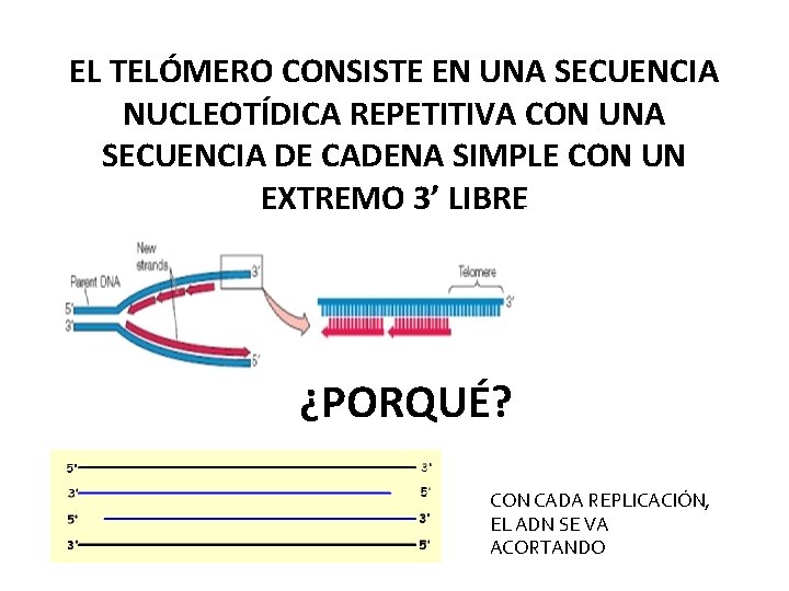 EL TELÓMERO CONSISTE EN UNA SECUENCIA NUCLEOTÍDICA REPETITIVA CON UNA SECUENCIA DE CADENA SIMPLE