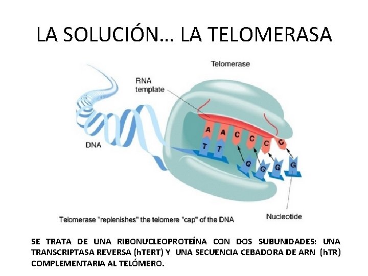 LA SOLUCIÓN… LA TELOMERASA SE TRATA DE UNA RIBONUCLEOPROTEÍNA CON DOS SUBUNIDADES: UNA TRANSCRIPTASA