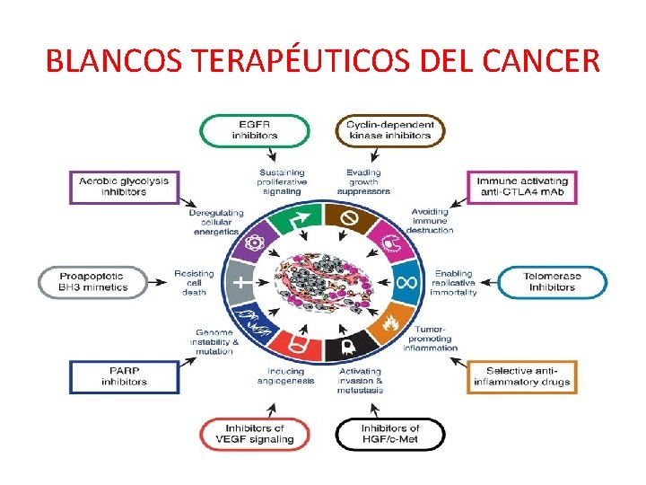 BLANCOS TERAPÉUTICOS DEL CANCER 