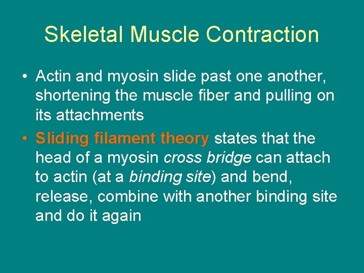 Skeletal Muscle Contraction • Actin and myosin slide past one another, shortening the muscle