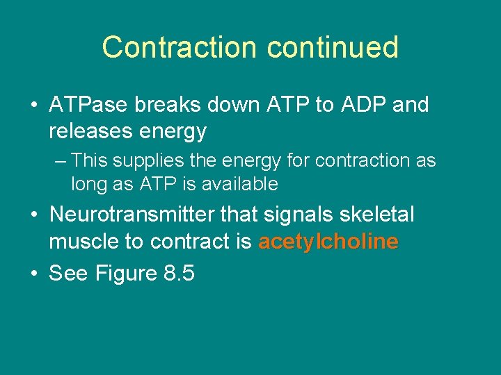 Contraction continued • ATPase breaks down ATP to ADP and releases energy – This