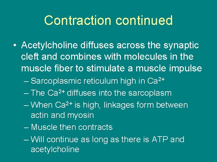 Contraction continued • Acetylcholine diffuses across the synaptic cleft and combines with molecules in