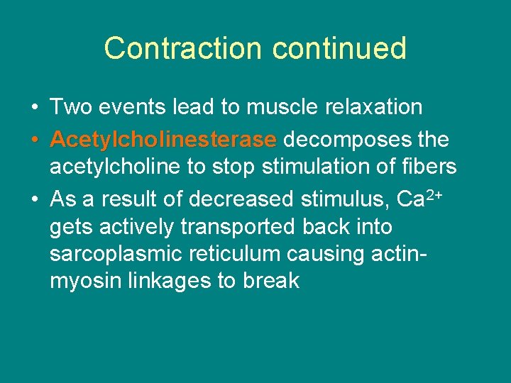 Contraction continued • Two events lead to muscle relaxation • Acetylcholinesterase decomposes the acetylcholine Contraction continued • Two events lead to muscle relaxation • Acetylcholinesterase decomposes the acetylcholine