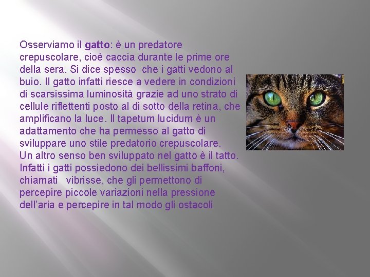 Osserviamo il gatto: è un predatore crepuscolare, cioè caccia durante le prime ore della