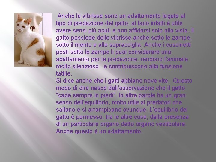 Anche le vibrisse sono un adattamento legate al tipo di predazione del gatto: al