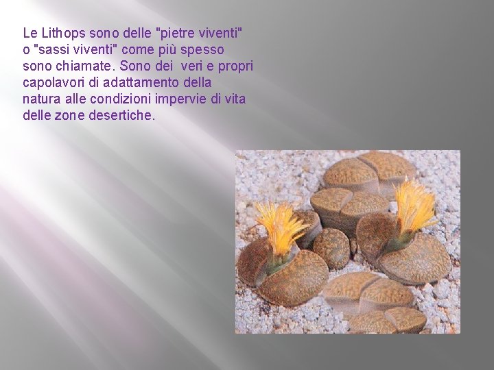 Le Lithops sono delle "pietre viventi" o "sassi viventi" come più spesso sono chiamate.