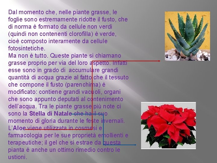 Dal momento che, nelle piante grasse, le foglie sono estremamente ridotte il fusto, che