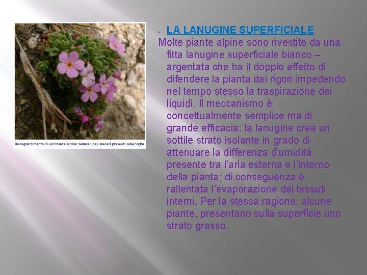 LA LANUGINE SUPERFICIALE Molte piante alpine sono rivestite da una fitta lanugine superficiale bianco