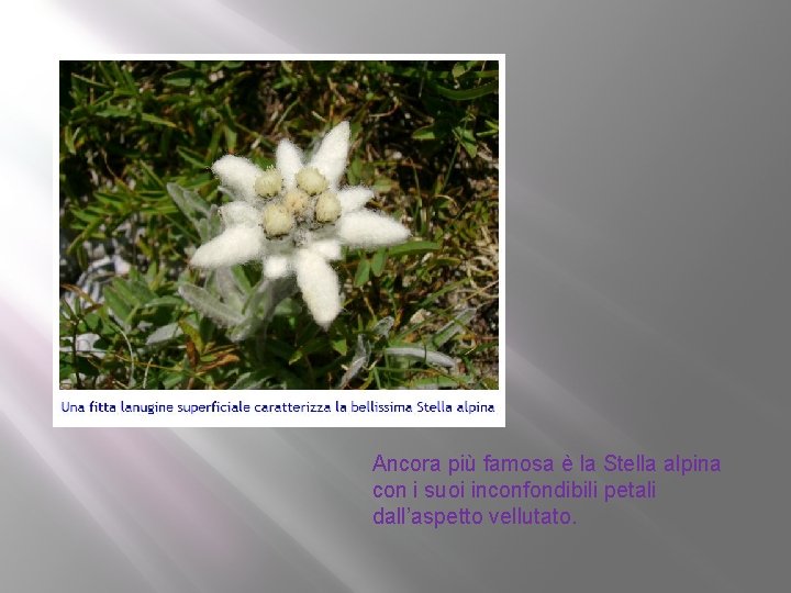 Ancora più famosa è la Stella alpina con i suoi inconfondibili petali dall’aspetto vellutato.