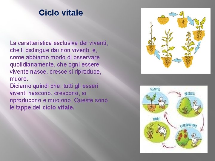 Ciclo vitale La caratteristica esclusiva dei viventi, che li distingue dai non viventi, è,