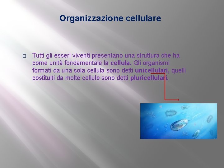 Organizzazione cellulare � Tutti gli esseri viventi presentano una struttura che ha come unità