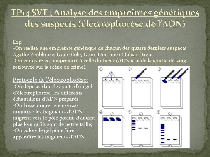 TP 14 SVT : Analyse des empreintes génétiques des suspects (électrophorèse de l’ADN) Exp: