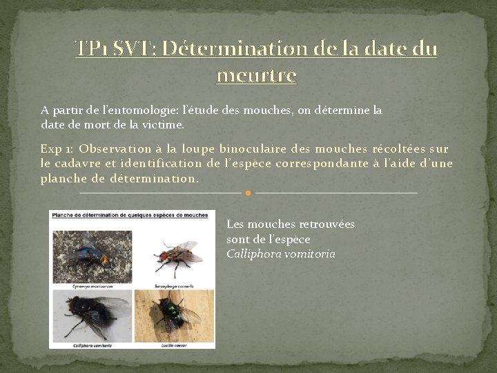 TP 1 SVT: Détermination de la date du meurtre A partir de l’entomologie: l’étude